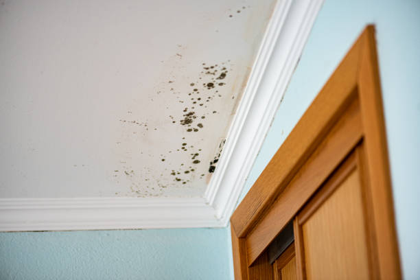 Best Black Mold Removal  in Cresson, TX