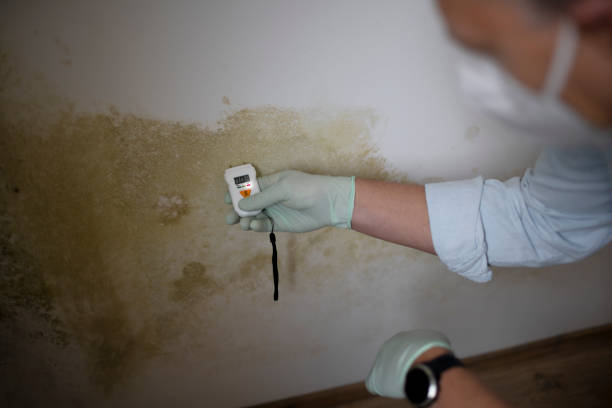 Best Fast Mold Removal  in Cresson, TX