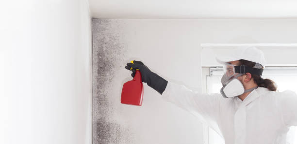 Best Mold Testing and Removal  in Cresson, TX