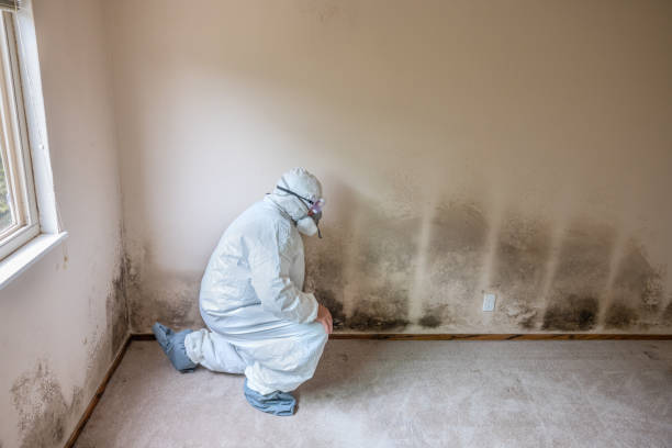 Best Toxic Mold Removal  in Cresson, TX