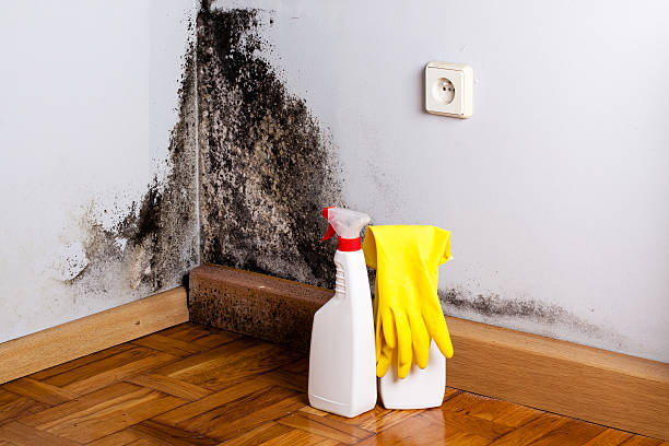 Best Commercial Mold Removal  in Cresson, TX