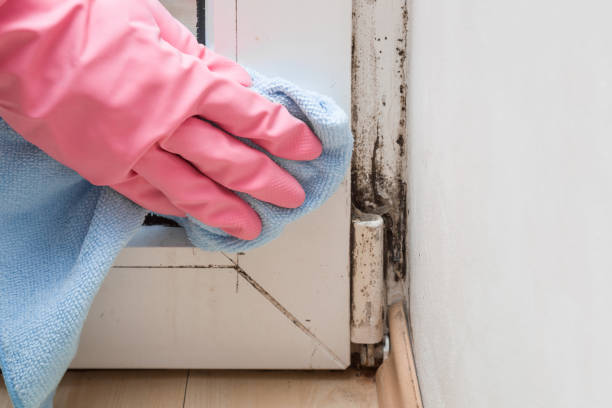 Best Mold Removal Company Near Me  in Cresson, TX